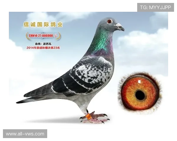 AG国际馆最新优惠活动时间表，抓住每一次享受福利的最佳时机